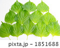 しその葉
