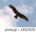 1852625