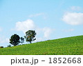 親子に木