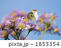 誘われて
