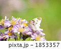 誘われて