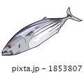 カツオ