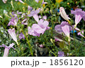 インカルビレア