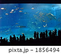 美ら海水族館