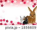2011年正月　素材