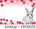 2011年正月　素材