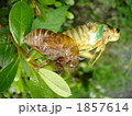 セミ（ツクツクボウシ）羽化
