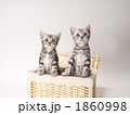 カゴに入ったアメリカンショートヘアーの子猫