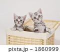 カゴに入ったアメリカンショートヘアーの子猫