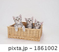 カゴに入ったアメリカンショートヘアーの子猫
