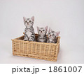 カゴに入ったアメリカンショートヘアーの子猫
