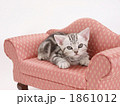 ソファーにのった子猫
