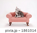 ソファーにのった子猫