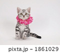 レイをかけた子猫