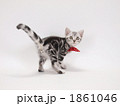 蝶ネクタイをした子猫