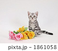 子猫と花