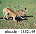 カンガルーの親子