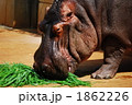 カバ 　草 えさ 