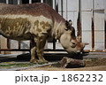 サイ　森の消防士