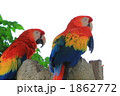 ゴコウインコ