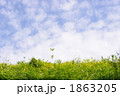 大空と草木