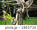 ワオキツネザル
