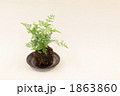 洋シノブのこけだま（苔玉）