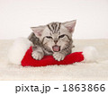 仔猫とサンタクロースの帽子