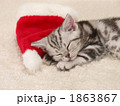 仔猫とサンタクロースの帽子