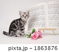 仔猫と楽譜と花
