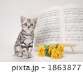 仔猫と楽譜と花