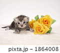 アメリカンショートヘアーの仔猫