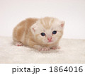アメリカンショートヘアーの仔猫