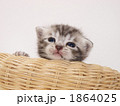籐の椅子と仔猫