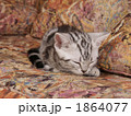 眠る仔猫