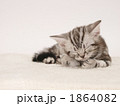 眠る仔猫