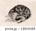 眠る仔猫