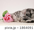 眠る仔猫