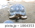 ホウシャガメ
