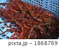 伊勢海老
