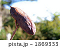 焼き芋