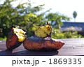 石焼き芋