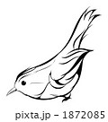 ウグイス（線画）