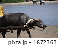 由布島の水牛