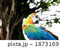 オウム