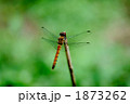 アキアカネ