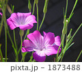 05月　ムギセンノウ・ナデシコ科04