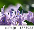 ホテイアオイ1