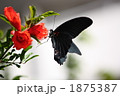 ザクロの花を漁るクロアゲハ