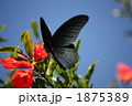 秋の青空のもと、ザクロの花の蜜を漁るクロアゲハ